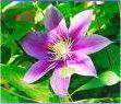 Clematis