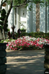 Spring petunias in bloom to decorate your garden doorway