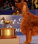 National Dog Show Best in Show