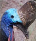 cassowary