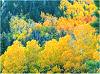 colorado fall foliage