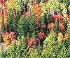 Idaho fall foliage