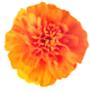 marigold