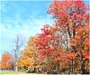 Maryland fall foliage