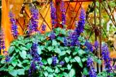 Mystic Spires Blues Flowers  For Your  Garden