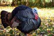 Organic Holiday Turkey