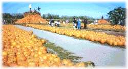 pumpkin picking courtesy UC Davis