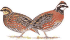 quail