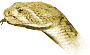 snake pictures & pet care