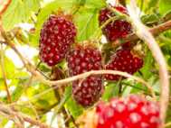 Tayberry Jam courtesy Simon the Scribe