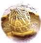 turtle pictures, care & feeding facts