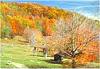 va fall foliage