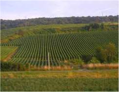 Grape Vines in Champagne