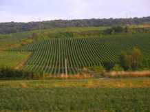 Grape Vines in the Champagne country side