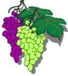 Wines & Grapes North Carolina