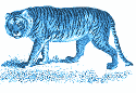year of the tiger