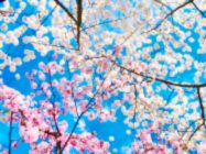 Hanami means gathering with friends to share the springtime beauty of the cherry blossoms (sakura) blooming