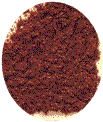 cinnamon & health
