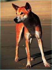 Dingo - courtesy of Kingfisher Bay Resort - Fraser Island, Queensland, Australia. 