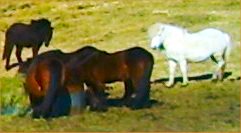 Icelandic horses of different colors 