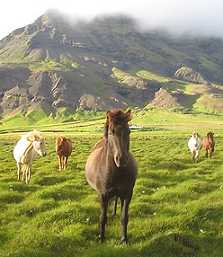 Icelandic horses in the wild