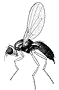 carrot rust fly