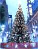 Christmas in Sydney