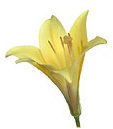 Easter lily care