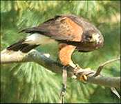 hawk souting prey