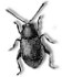 flea beetle
