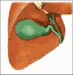 gall bladder