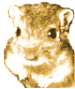 Gerbils make cute pets