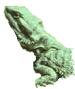 pet lizard