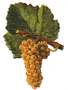 loire valley grapes