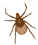 Lyme disase tick pictures