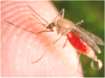 mosquito-born malaria 