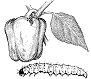 pepper bugs, pests