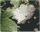 white powdery mildew on pumpkin vine