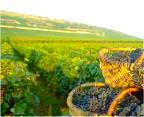 Provence vineyards