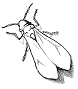 white fly