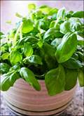 Basil plant