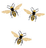 bees