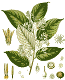 Benzoin tree leaves & flowers