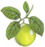 Bergamot fruit