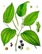Illustration of black pepper plant & peppercorns