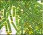 Blue green algae