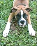 Playful boxer puppy