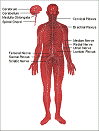 brain & nervous system