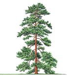 Cedar tree