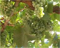 Croation vineyard